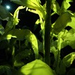 Nancy Bannon: Cornfield